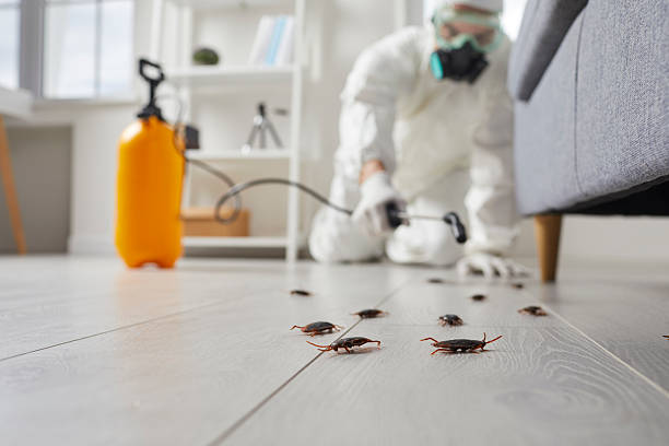 Commercial Rodent Management in Star City